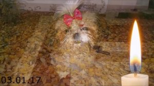 Самая любимая собака Таюша... Помним,Любим,Скорбим...??? 03.01.17...