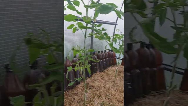 Помидоры у родителей на дачном участке смотреть онлайн