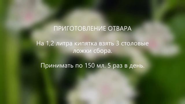 Сбор № 491. При туберкулезе легких с кровохарканием и частым кашлем. смотреть онлайн