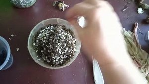 Кливия из семечки, как она себя чувствует? Пересадка?