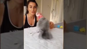 ПРИКОЛЫ С ПОПУГАЯМИ САМОЕ СМЕШНОЕ