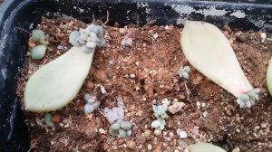 || XSEDEVERIA BLUE MIST LEAF PROPAGATION || UPADTE ||