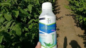 Обработка от клеща (Оберон Рапид)