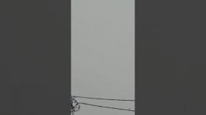 голуби.Сергея.Н-усмань.Воронежская.обл.