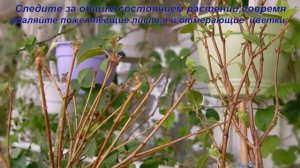 Фуксии готовим к зиме.