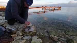 Калкан - разделка и приготовление черноморской камбалы proкухня