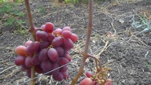 Виноград Д-1(Розмалин)на 11.08.22г.
