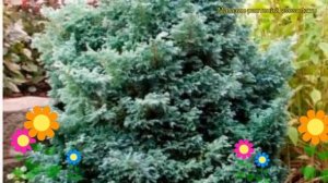 Кипарисовик горохоплодный Беби Блю. Краткий обзор, описание chamaecyparis pisifera Baby Blue