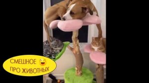 Смешное про животных. Удивлённые животные ???