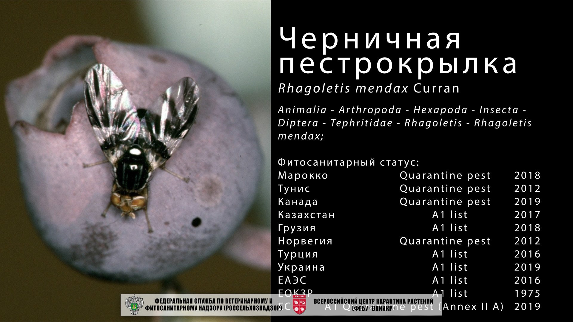 Черничная пестрокрылка  (Rhagoletis mendax Curran)