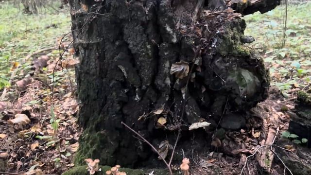 ГРИБНИК ПОЛУЧИЛ ОРГАЗМ КОГДА УВИДЕЛ ЭТО………. ВОТ ЭТО ОПЯТА !!! смотреть онлайн