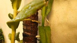 #Орхидея ванда Арахнис (скорпион) Arachnis orchid. Обзор орхидеи #орхидея_арахнис