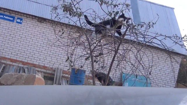 кот на дереве смотреть онлайн