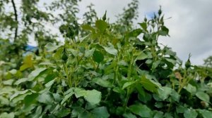 Секреты обильного цветения роз!!! Схема подкормок на сезон!