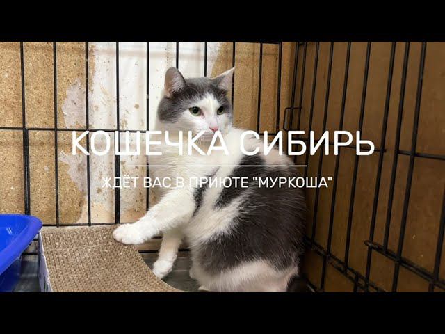 СИБИРЬ (уже дома)