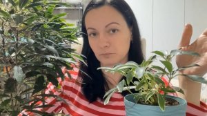 Шеффлера и Дизиготека. Гигант в доме. Подробно о растении и уходе за ним.