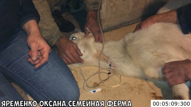 Тяжелый случай при окоте. Интоксикация. Часть первая смотреть онлайн