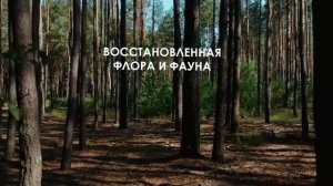 Красота природы Чернобыльской зоны отчуждения.mov