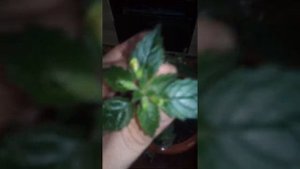 Ахименосы, убираем на зимовку