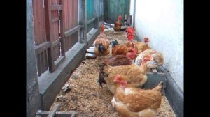 Вес петухов голошеек испанок - первые впечатления