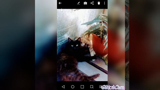 Моя кошка родила котят!!/#котики/на свет/ смотреть онлайн