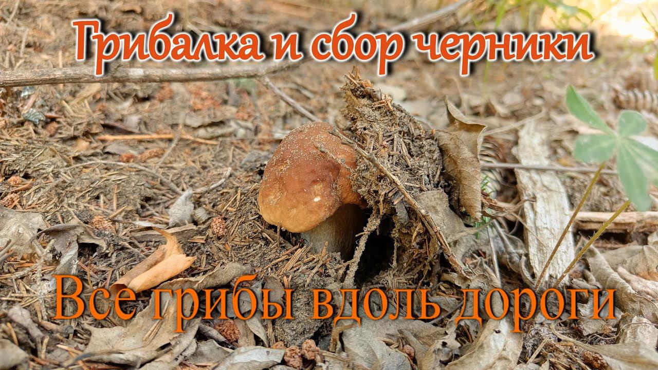 Грибалка. Тихая охота. Все грибы вдоль дороги. И черники малёха... 2023 год смотреть онлайн
