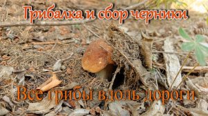 Грибалка. Тихая охота. Все грибы вдоль дороги. И черники малёха... 2023 год