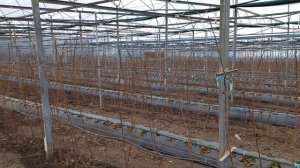 Земляника и Малина в теплице