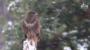 Раскинув крылья широко большие, канюк парит над полем высоко