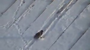 Ворона на крышке РЖАЧ/ Crow on the cover fun