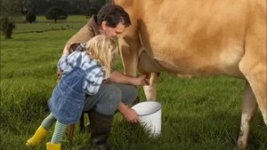 Коровы Коровки Коровушки