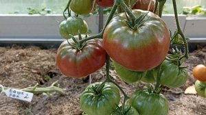 Обзор и дегустация томата Башкирский ранний