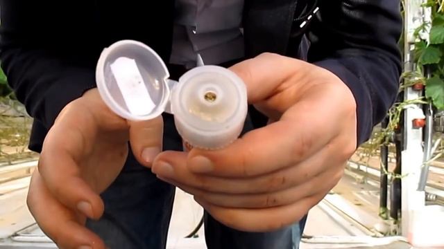 PHYTOSEIULUS PERSIMILIS - ЛУЧШЕЕ СРЕДСТВО ОТ ПАУТИННОГО КЛЕЩА. ПРАВИЛЬНОЕ ВЫСЕЛЕНИЕ ИЗ ТАРЫ