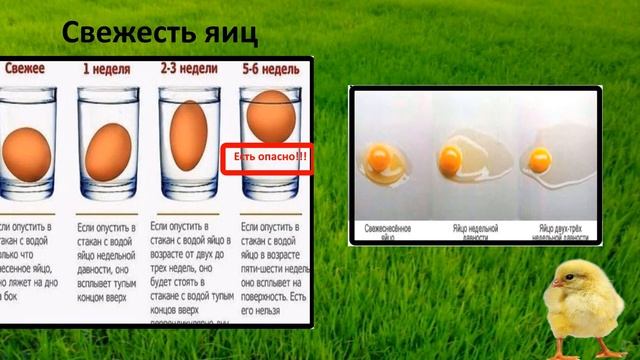 25 фактов про яйца, которые необходимо знать всем! смотреть онлайн