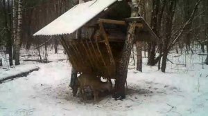 Косули и Результаты на зимних кормушках