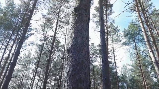 Ритуал - онлайн На рост любого бизнеса, карьеры, на первые листья и цветы. К Богам леса. смотреть онлайн