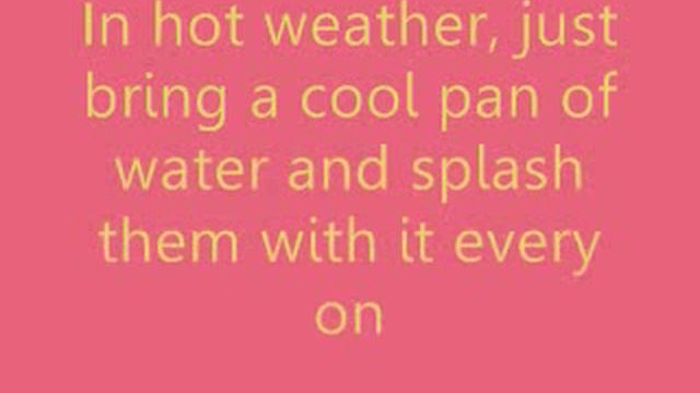 How to properly own a pet rock смотреть онлайн