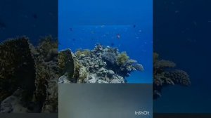 Презентация для дошкольников "Морское путешествие"