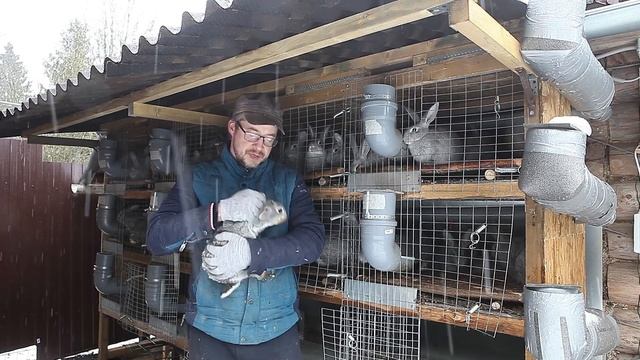 Мои крольчата. Обзор от новорождённых до трёхмесячных крольчат!