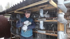 Мои крольчата. Обзор от новорождённых до трёхмесячных крольчат!