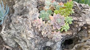 Drought Tolerant Garden Update: January 2022