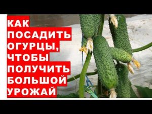 Как и когда посадить рассаду огурцов, чтобы получить большой урожай? Наш проверенный годами способ