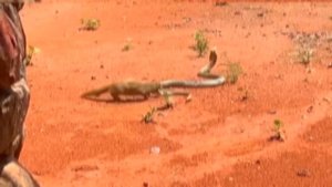 Даже Королевская Кобра Боится Этого Убийцы Змей