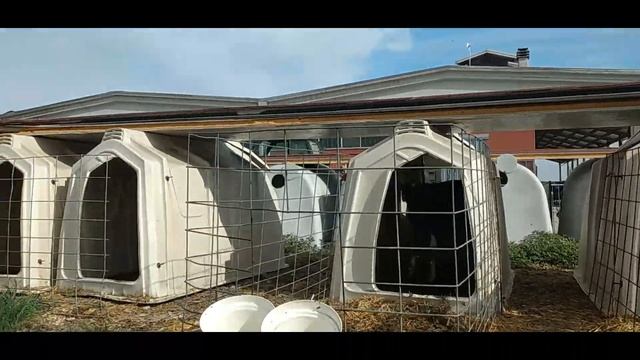 Ещё немного лошадей и телят/Осторожно! Частная собственность/Думала,что заставит удалить это видео. смотреть онлайн