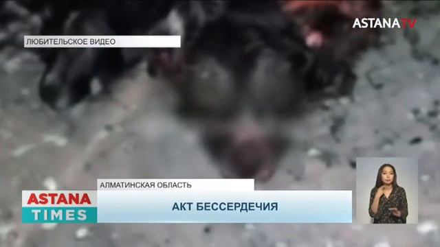 Скотомогильник с десятками выпотрошенных собак обнаружили в Алматинской области