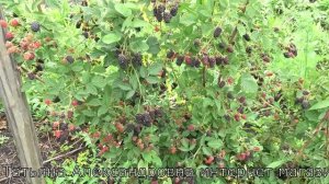 ВИЛД самый ранний сорт ежевиви