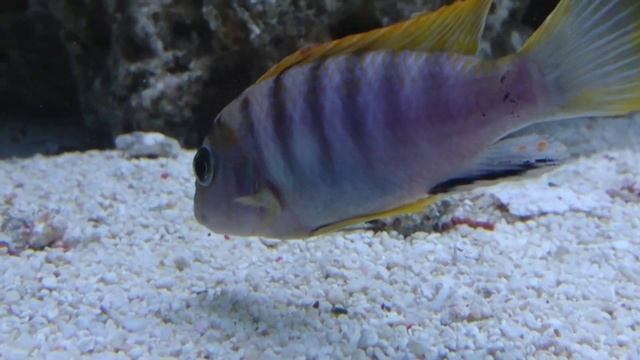 Labidochromis Hongi Red Top Aggressive Malawi Mbuna Cichlid смотреть онлайн