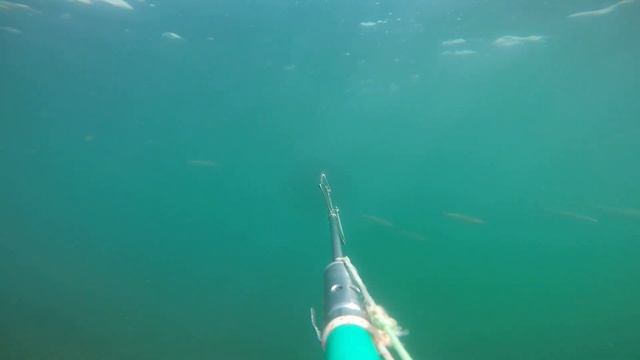 ПОДВОДНАЯ ОХОТА В ДАГЕСТАНЕ 2022г Ход КЕФАЛИ В КАЯКЕНТЕ смотреть онлайн