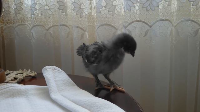 Чем я пропаиваю цыплят от рождения до .... смотреть онлайн