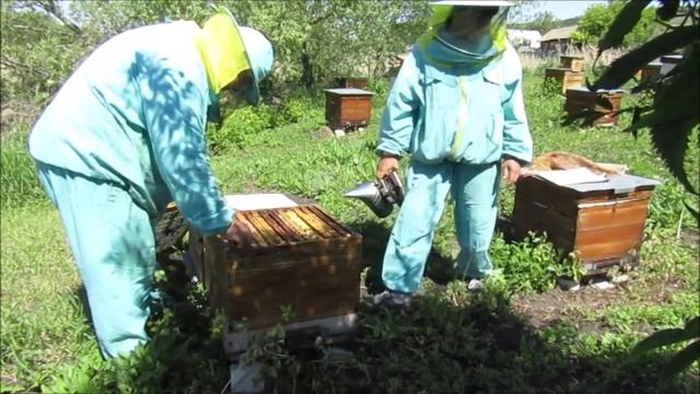 Проверяем прием неплодок (внешние косвенные признаки приема). смотреть онлайн